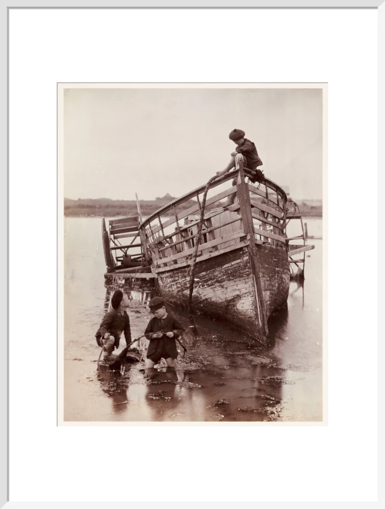'Sea Urchins', 1888. - Image 24
