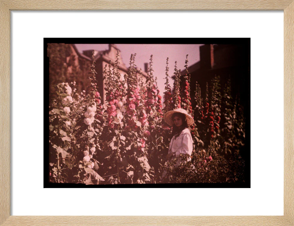 Girl in a garden with hollyhocks, 1908. - Image 11