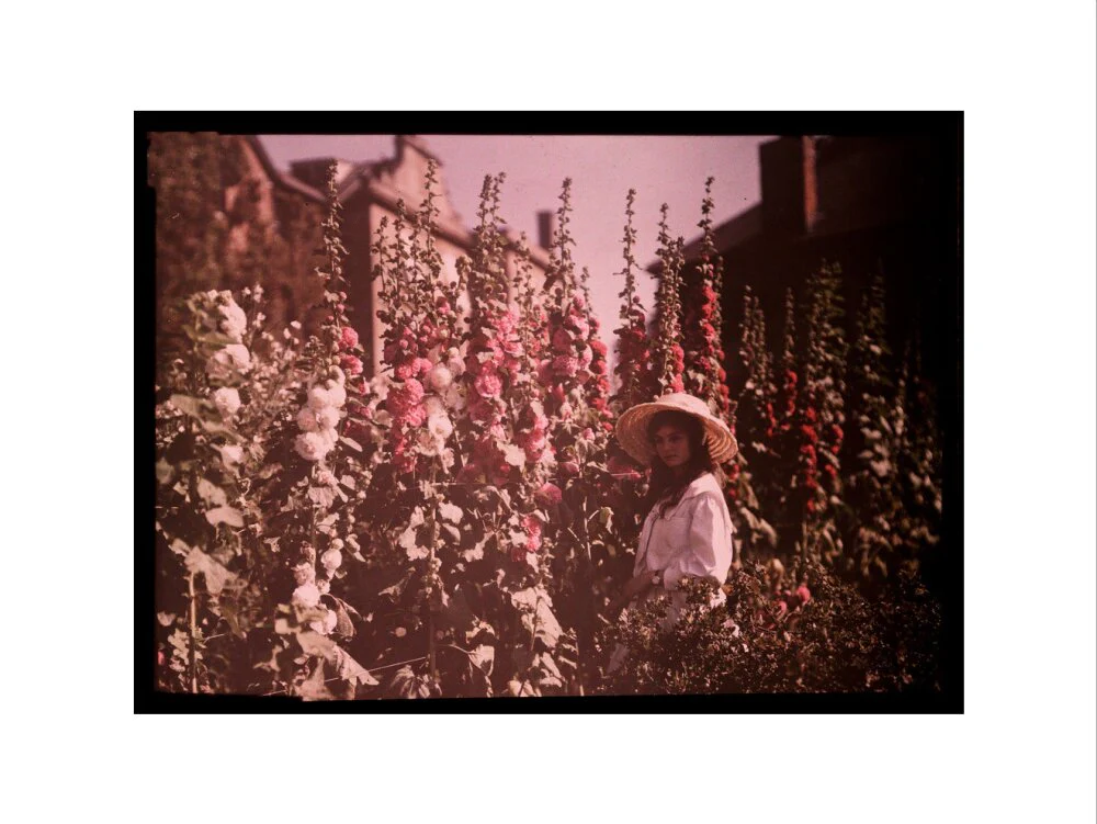 Girl in a garden with hollyhocks, 1908. - Image 12