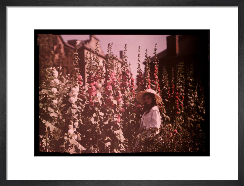 Girl in a garden with hollyhocks, 1908. - Image 13