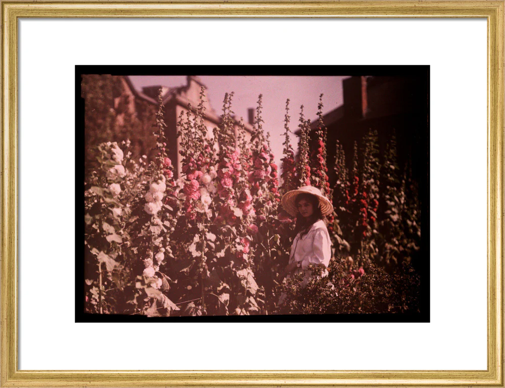 Girl in a garden with hollyhocks, 1908. - Image 15