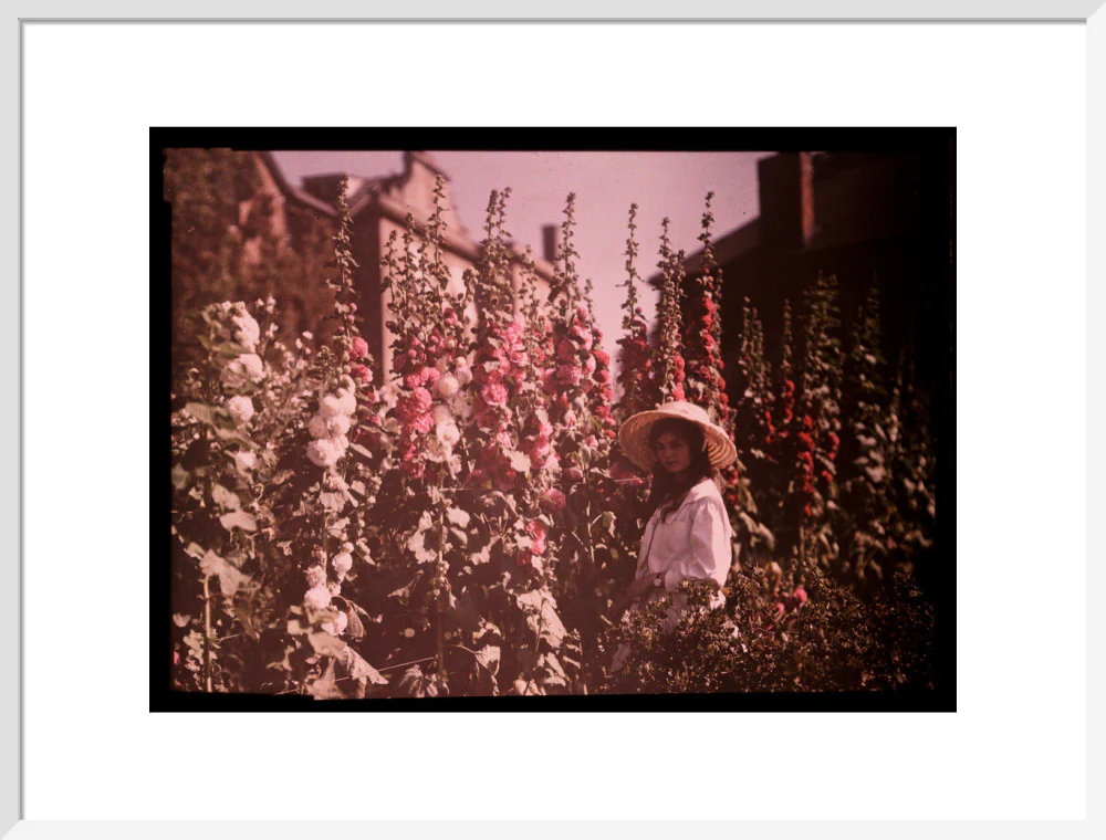 Girl in a garden with hollyhocks, 1908. - Image 19