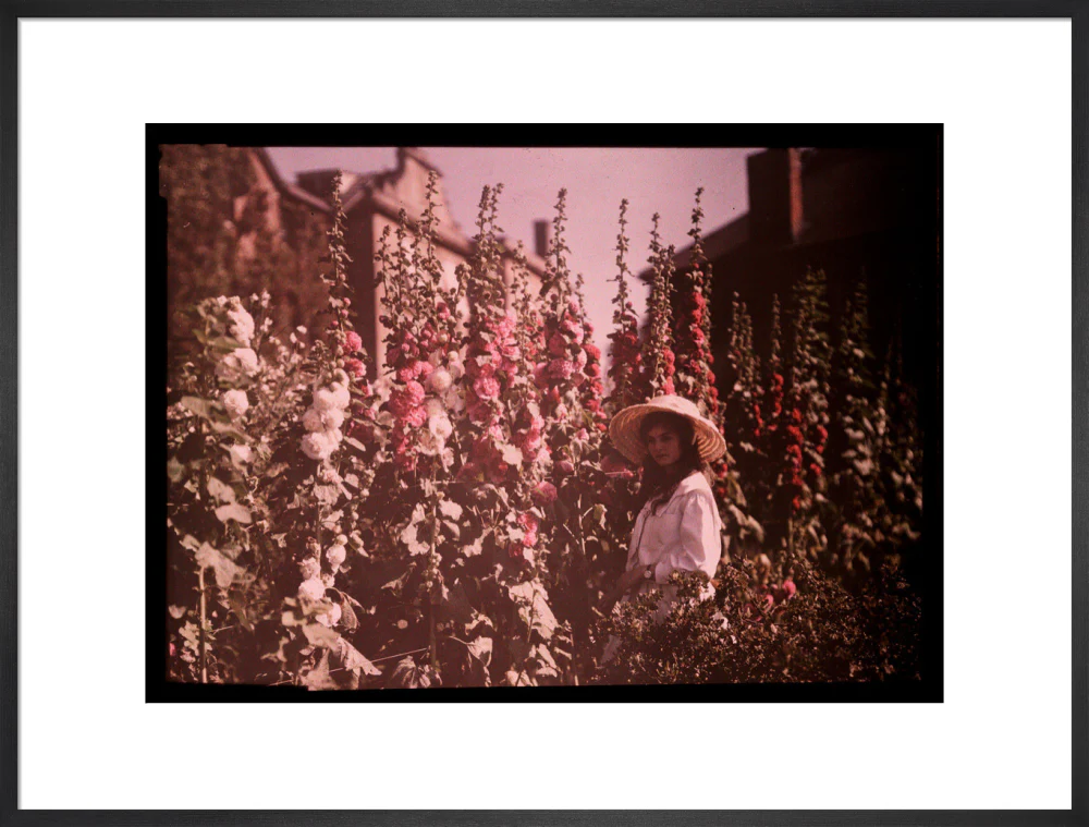 Girl in a garden with hollyhocks, 1908. - Image 23