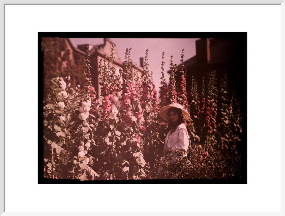 Girl in a garden with hollyhocks, 1908. - Image 24