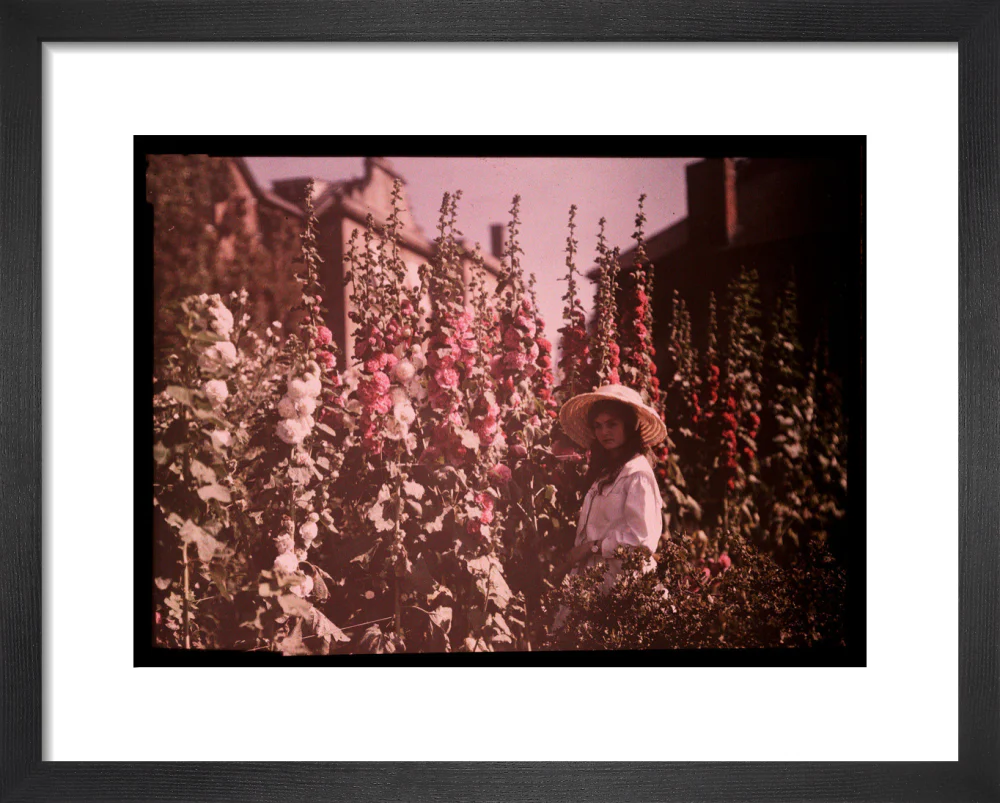 Girl in a garden with hollyhocks, 1908. - Image 3