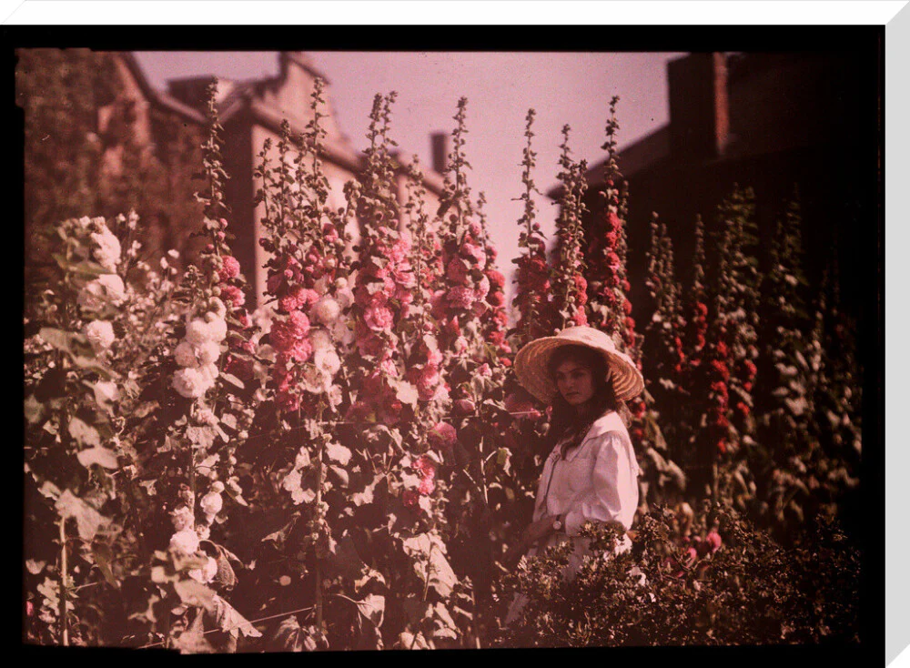 Girl in a garden with hollyhocks, 1908. - Image 34