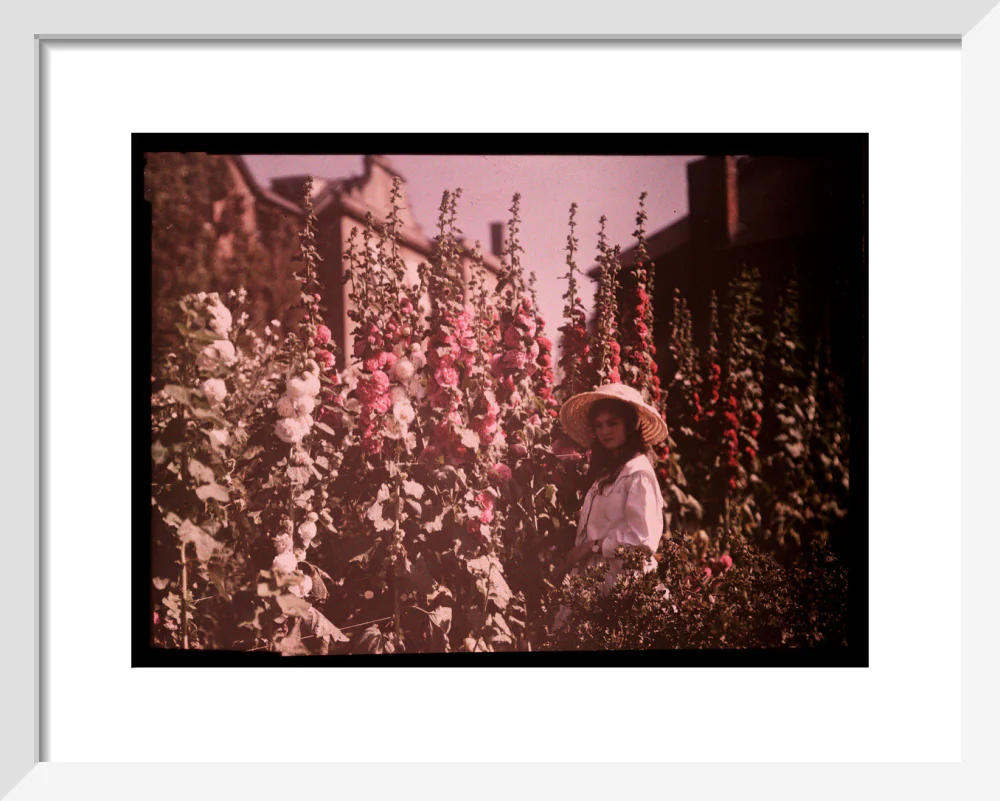 Girl in a garden with hollyhocks, 1908. - Image 4
