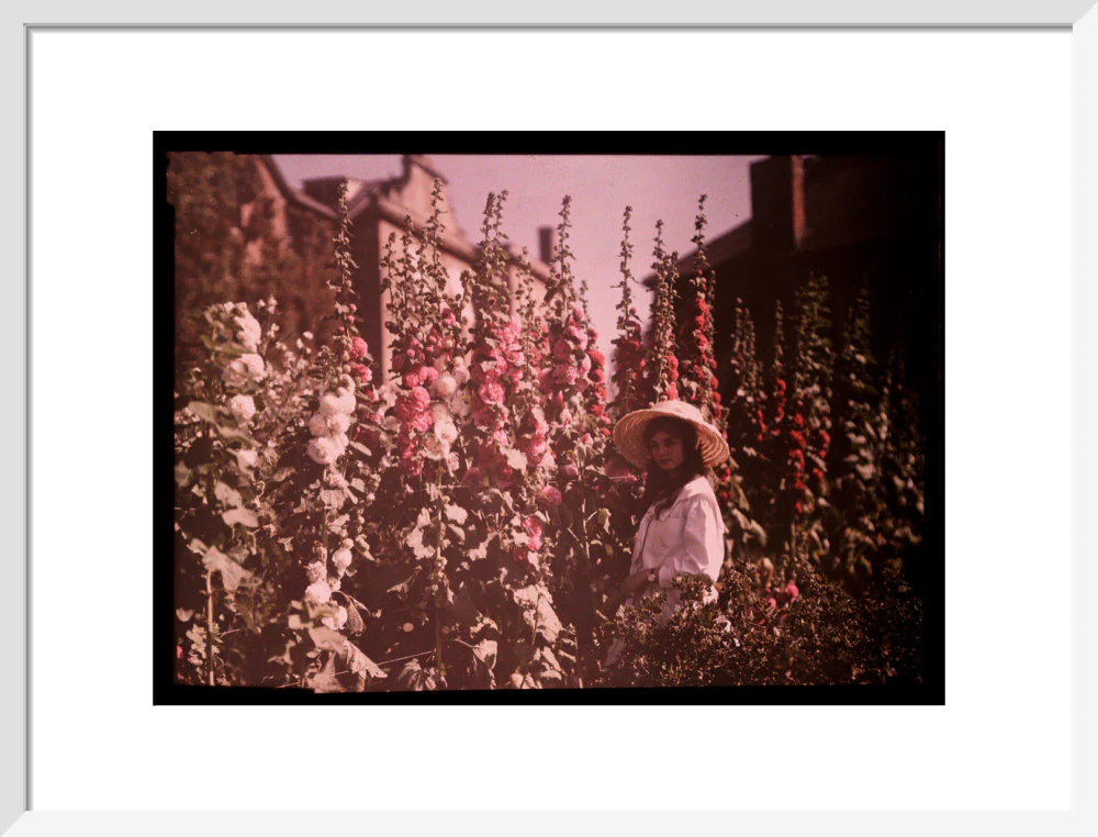 Girl in a garden with hollyhocks, 1908. - Image 47