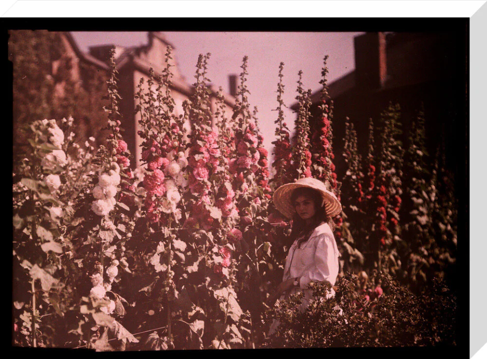 Girl in a garden with hollyhocks, 1908. - Image 66