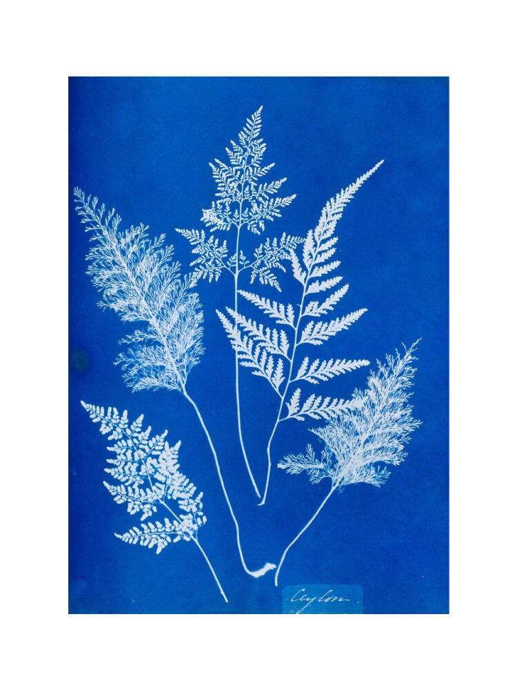 Cyanotype of Ceylonese ferns, 1853. - Image 12