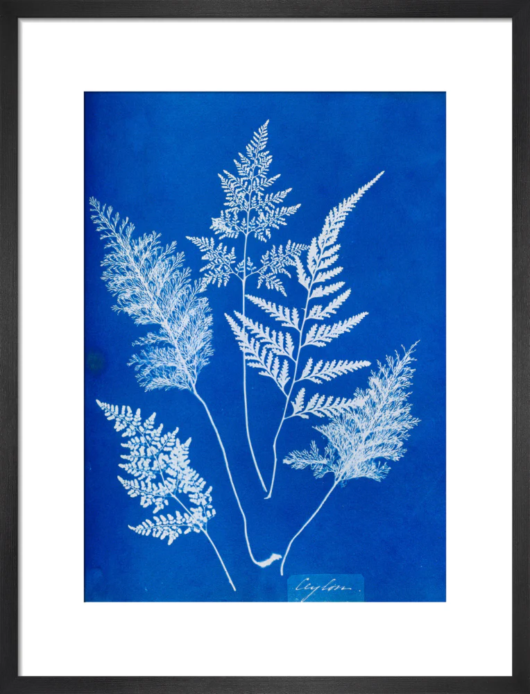 Cyanotype of Ceylonese ferns, 1853. - Image 13