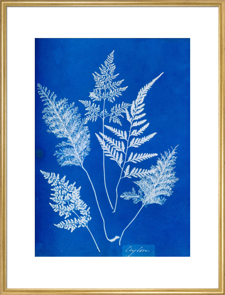 Cyanotype of Ceylonese ferns, 1853. - Image 25