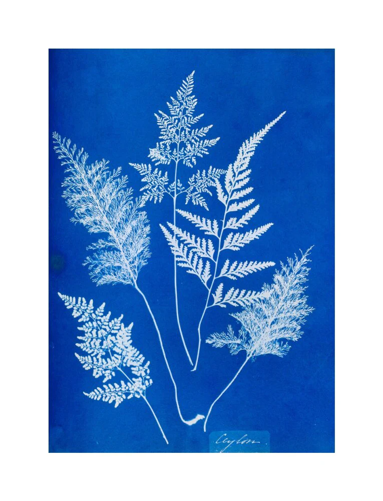 Cyanotype of Ceylonese ferns, 1853. - Image 28