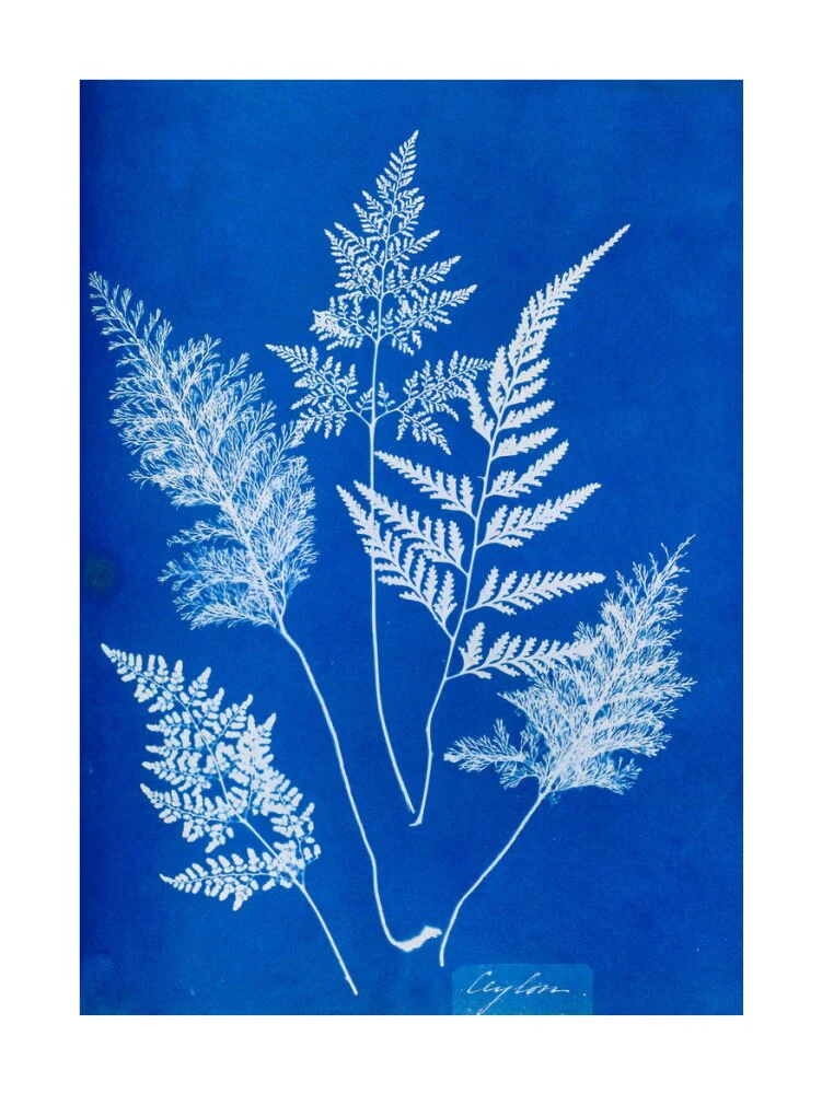 Cyanotype of Ceylonese ferns, 1853. - Image 29