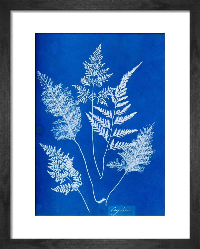 Cyanotype of Ceylonese ferns, 1853. - Image 36