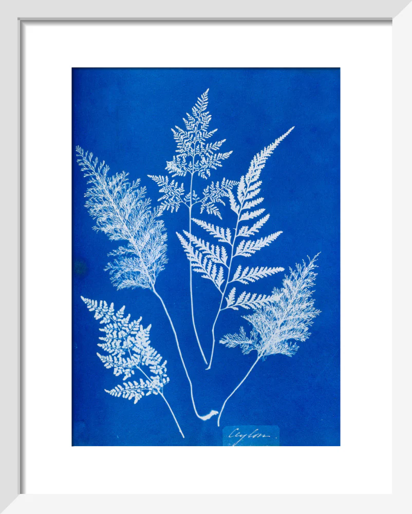 Cyanotype of Ceylonese ferns, 1853. - Image 37