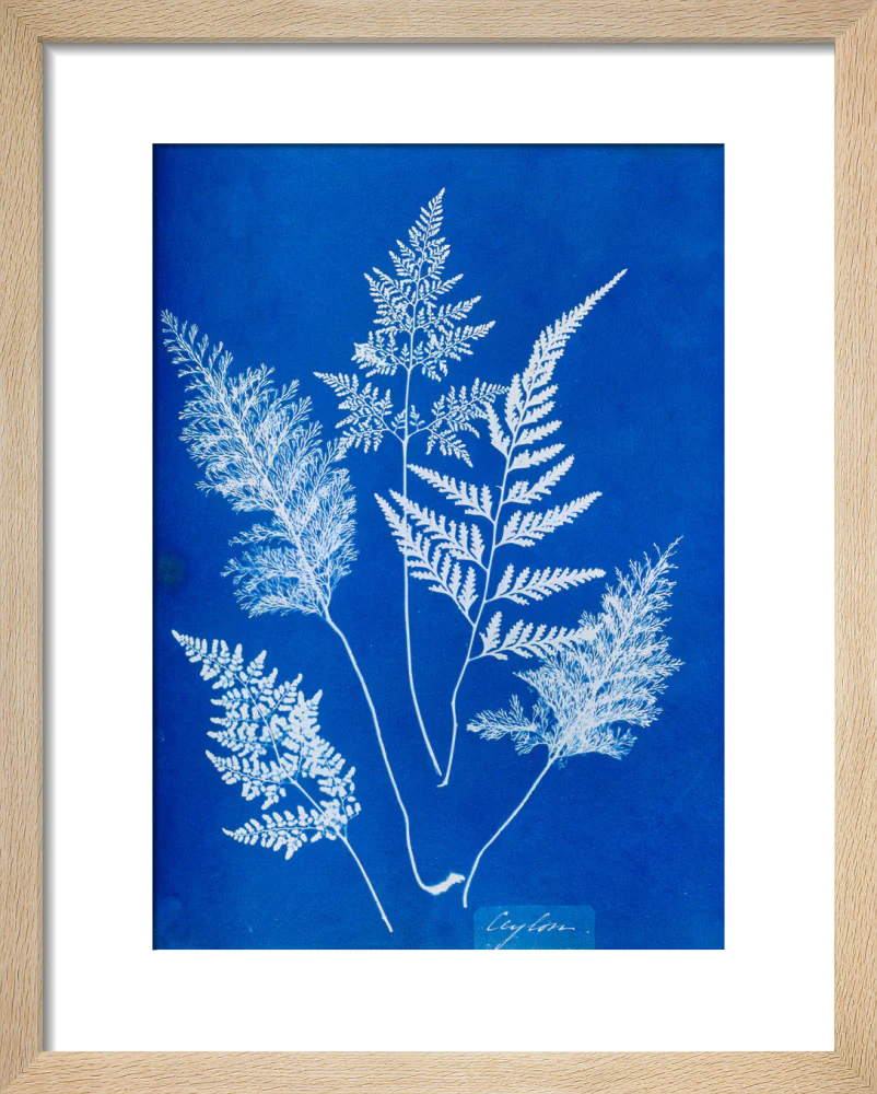 Cyanotype of Ceylonese ferns, 1853. - Image 39
