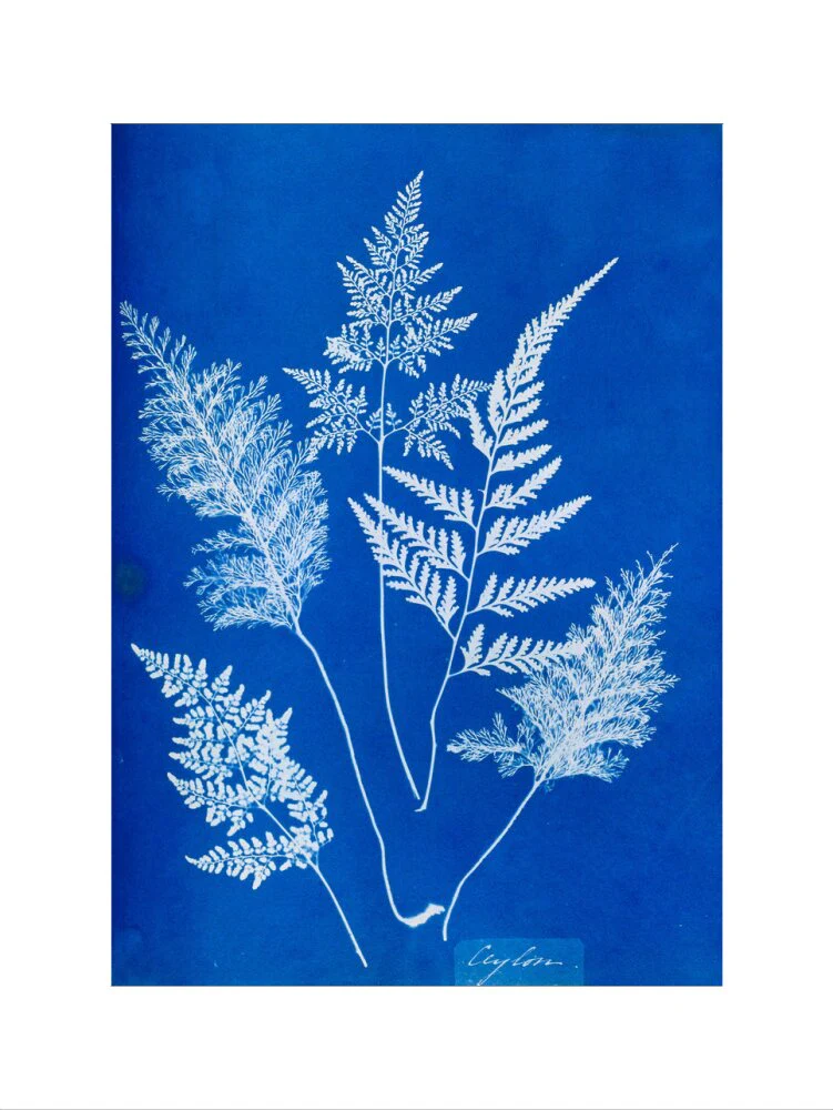 Cyanotype of Ceylonese ferns, 1853. - Image 40