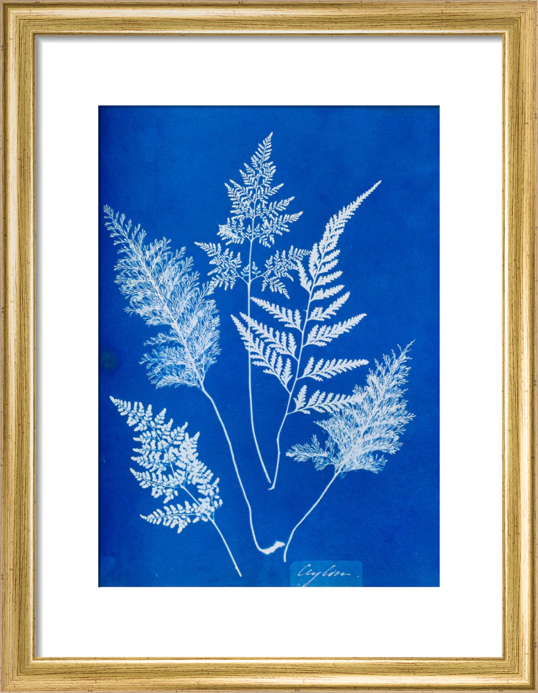 Cyanotype of Ceylonese ferns, 1853. - Image 43