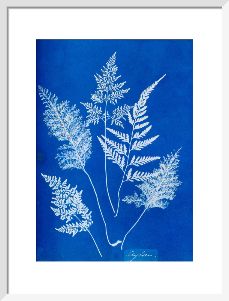 Cyanotype of Ceylonese ferns, 1853. - Image 47