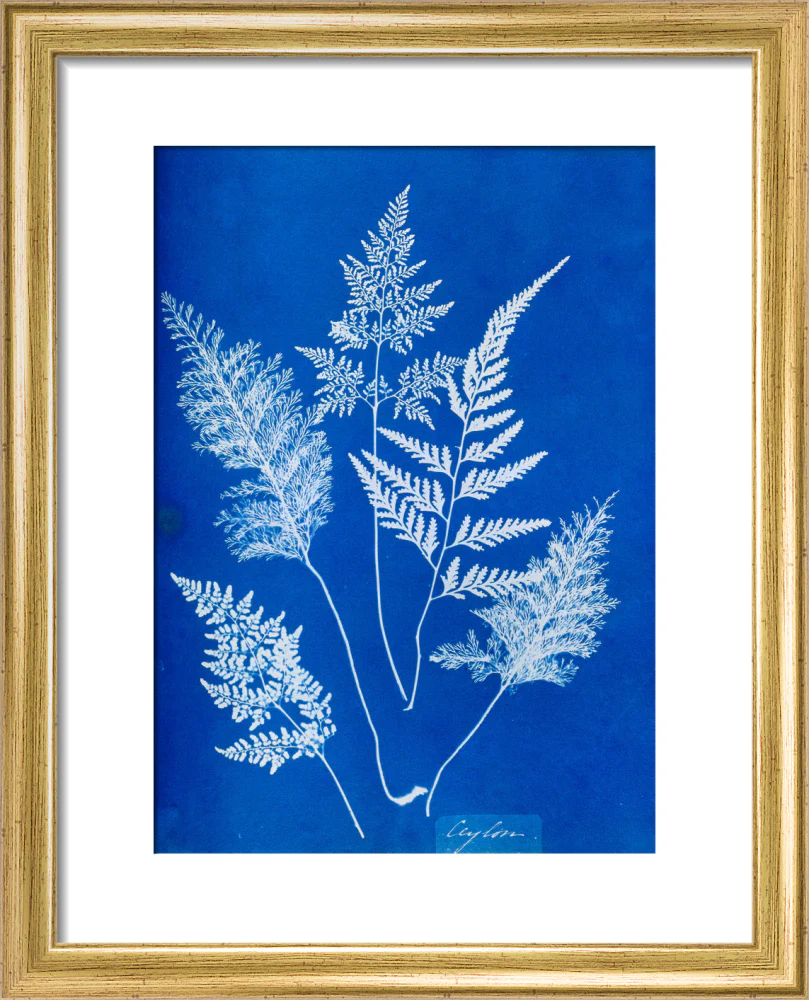 Cyanotype of Ceylonese ferns, 1853. - Image 5