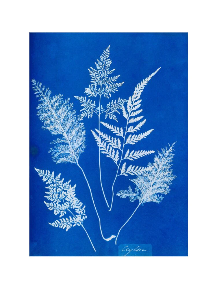 Cyanotype of Ceylonese ferns, 1853. - Image 55