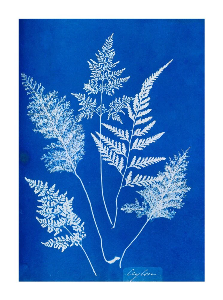 Cyanotype of Ceylonese ferns, 1853. - Image 63
