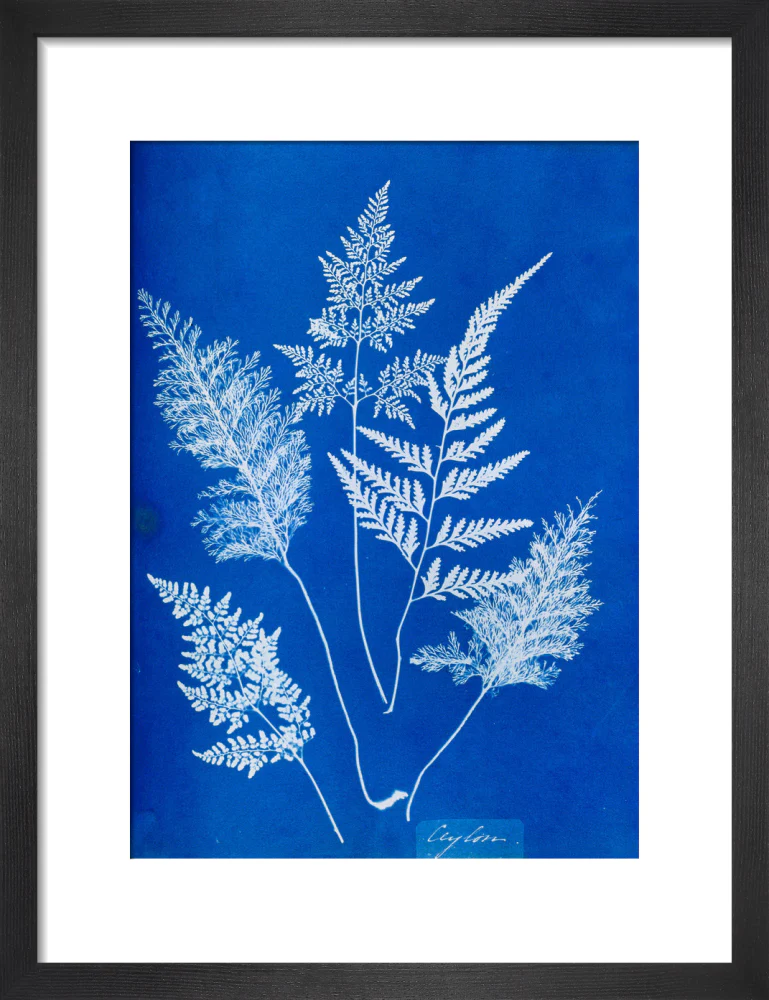 Cyanotype of Ceylonese ferns, 1853. - Image 8