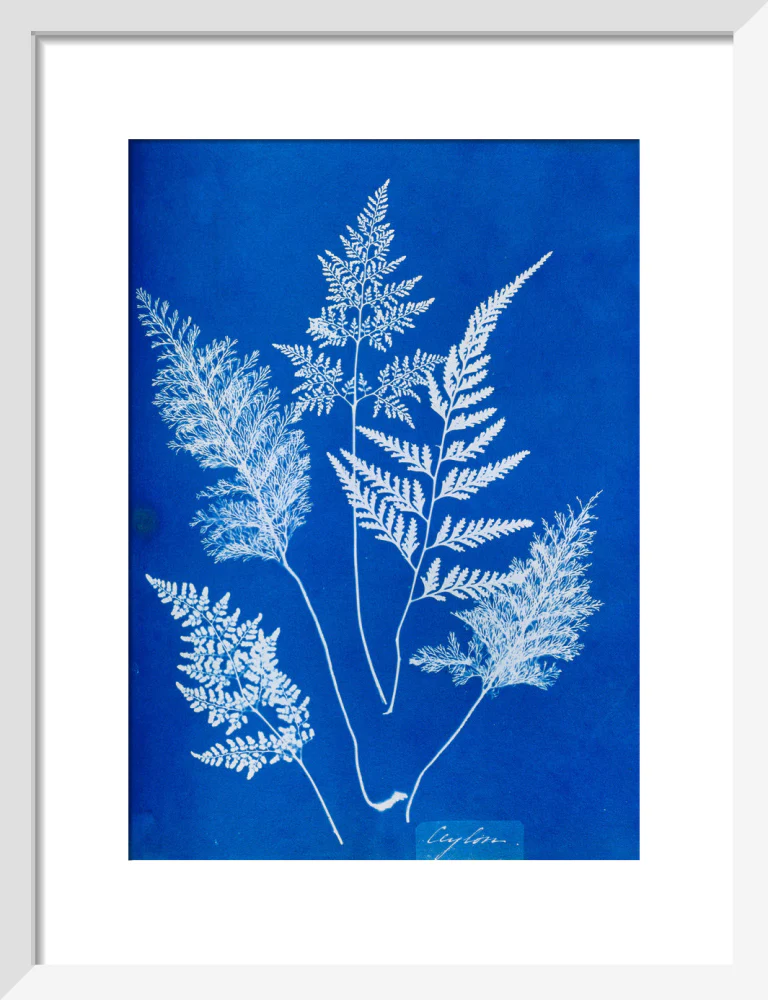 Cyanotype of Ceylonese ferns, 1853. - Image 9