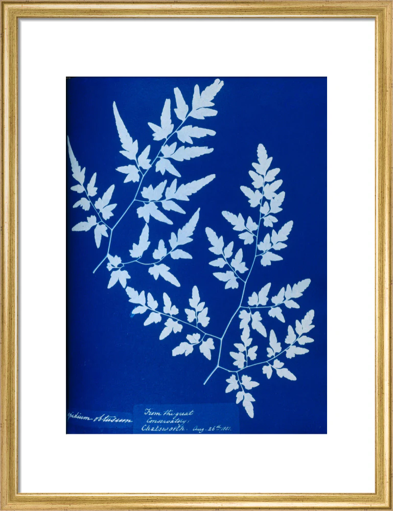Cyanotype of a fern from the Chatsworth Conservatory, 1853. - Image 15