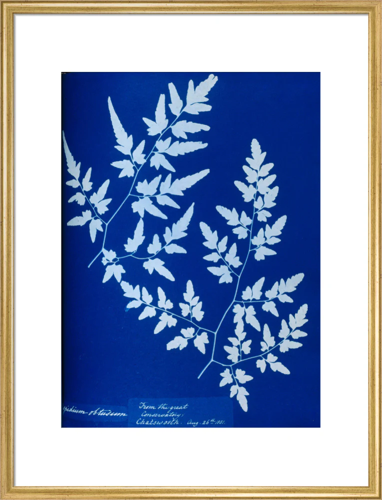 Cyanotype of a fern from the Chatsworth Conservatory, 1853. - Image 20