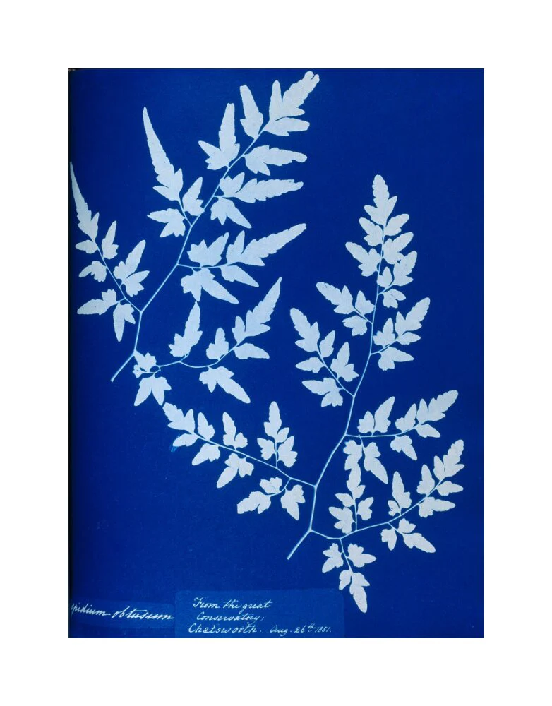 Cyanotype of a fern from the Chatsworth Conservatory, 1853. - Image 28