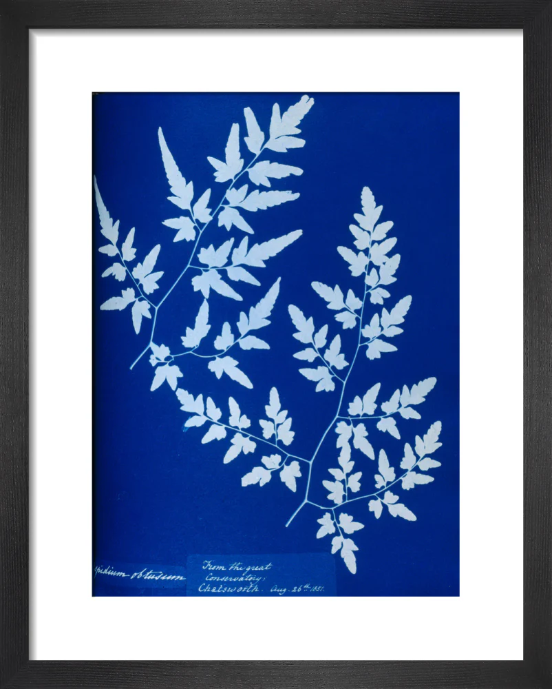 Cyanotype of a fern from the Chatsworth Conservatory, 1853. - Image 3