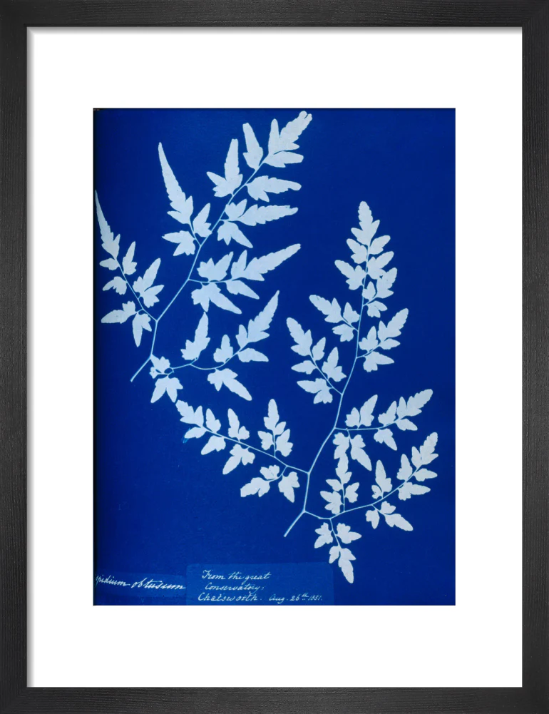 Cyanotype of a fern from the Chatsworth Conservatory, 1853. - Image 41
