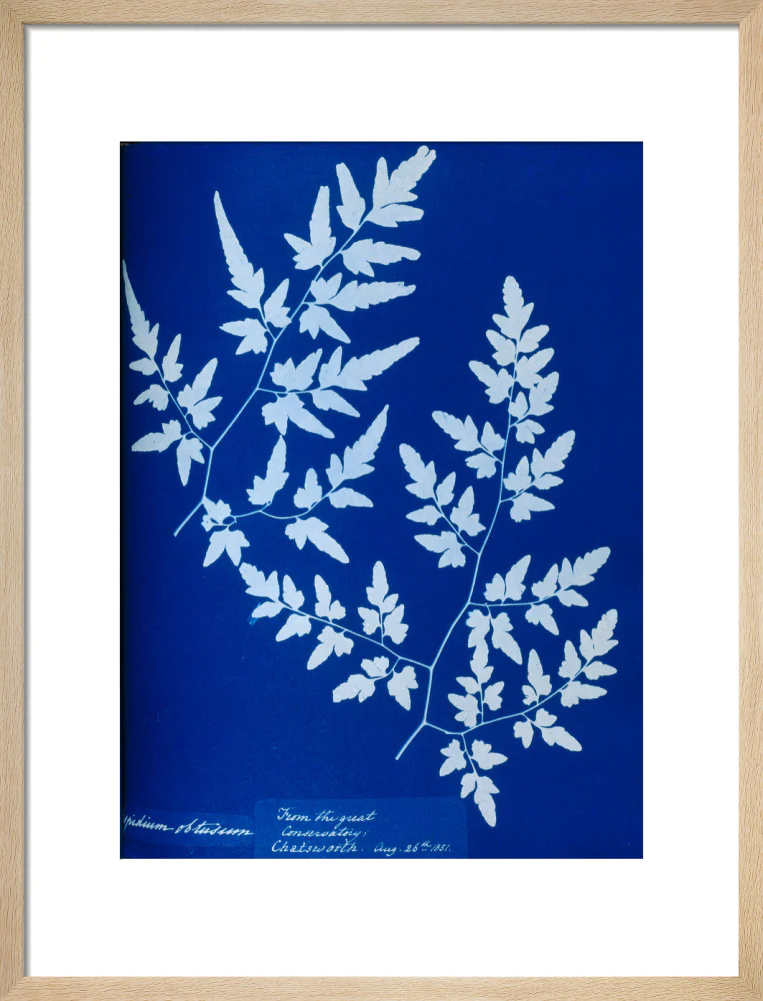 Cyanotype of a fern from the Chatsworth Conservatory, 1853. - Image 49