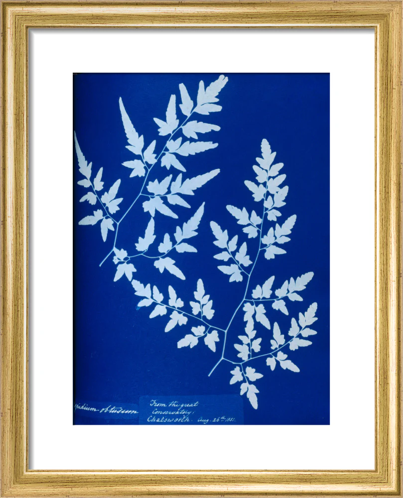 Cyanotype of a fern from the Chatsworth Conservatory, 1853. - Image 5