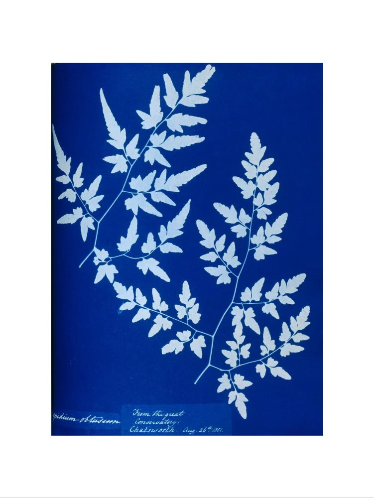 Cyanotype of a fern from the Chatsworth Conservatory, 1853. - Image 50