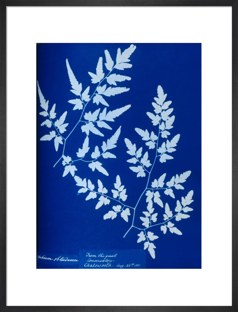 Cyanotype of a fern from the Chatsworth Conservatory, 1853. - Image 51