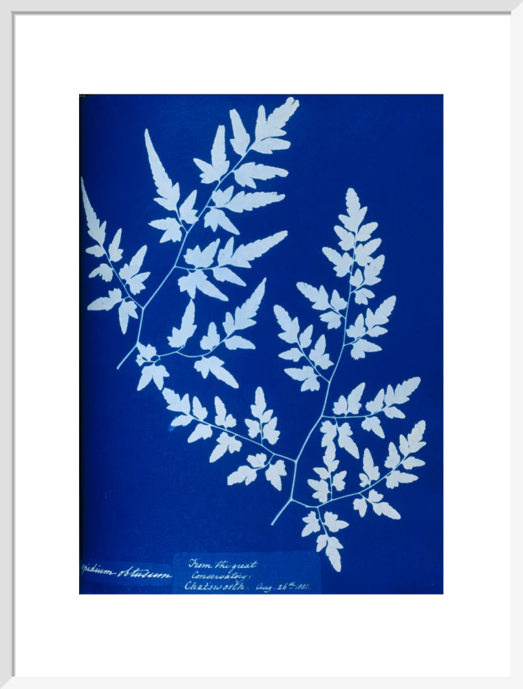 Cyanotype of a fern from the Chatsworth Conservatory, 1853. - Image 52
