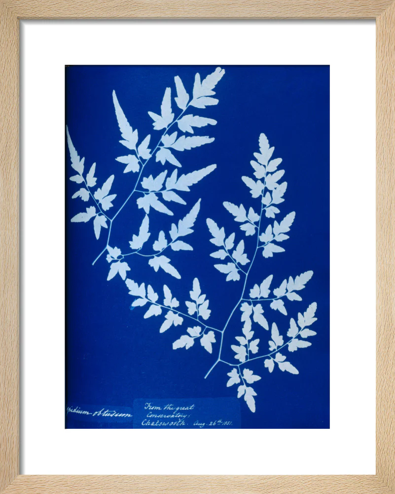Cyanotype of a fern from the Chatsworth Conservatory, 1853. - Image 6