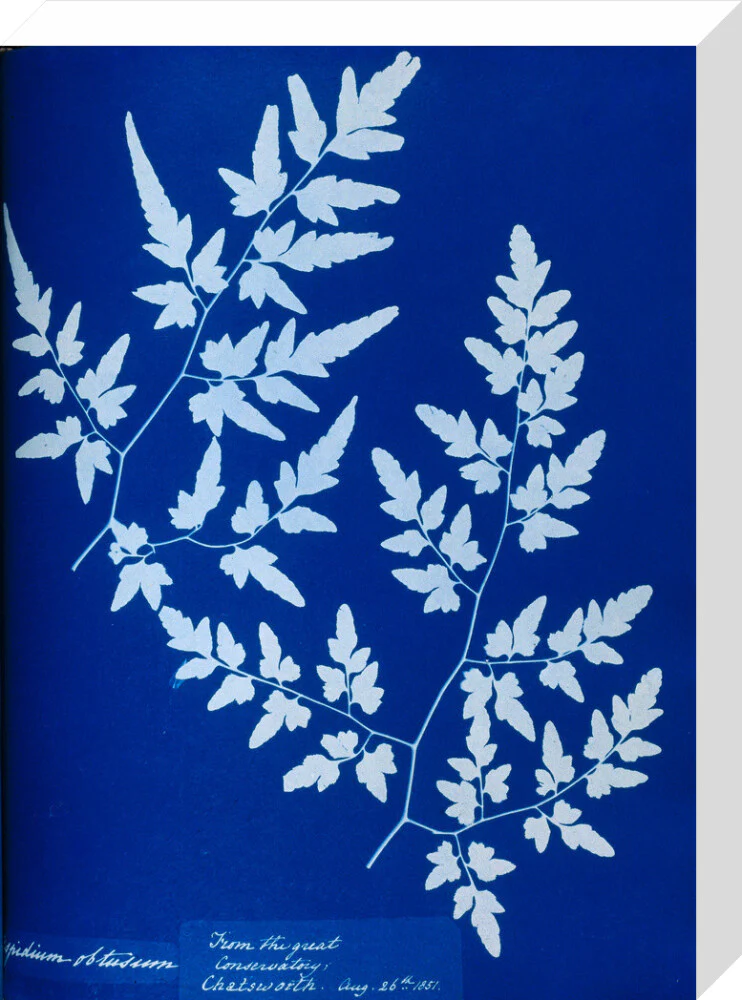 Cyanotype of a fern from the Chatsworth Conservatory, 1853. - Image 65