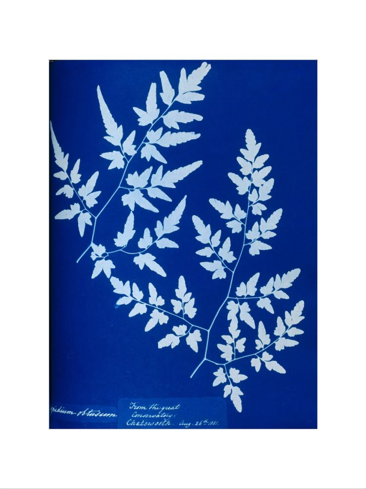 Cyanotype of a fern from the Chatsworth Conservatory, 1853. - Image 7