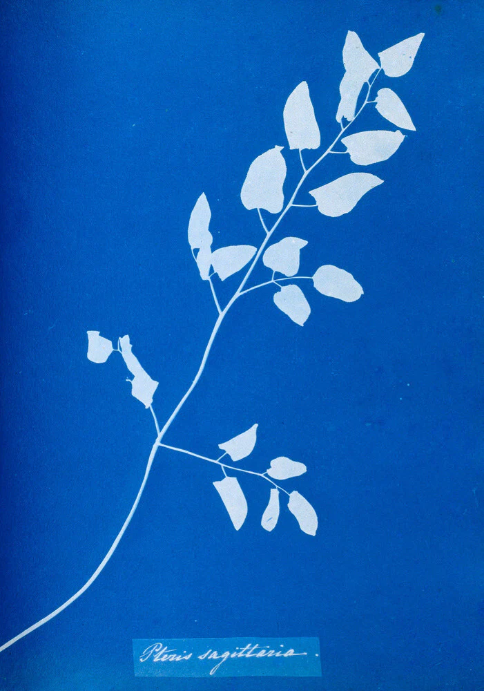 Cyanotype of Pteris sagittaria, 1853.