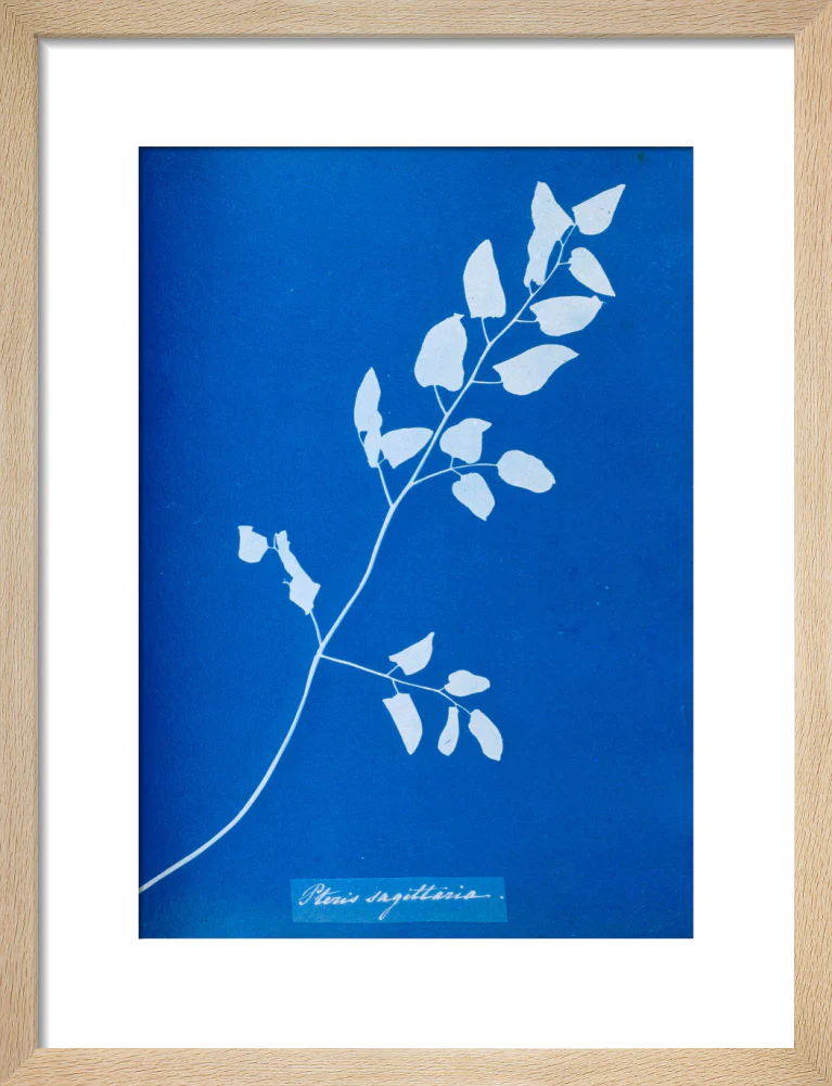 Cyanotype of Pteris sagittaria, 1853. - Image 11