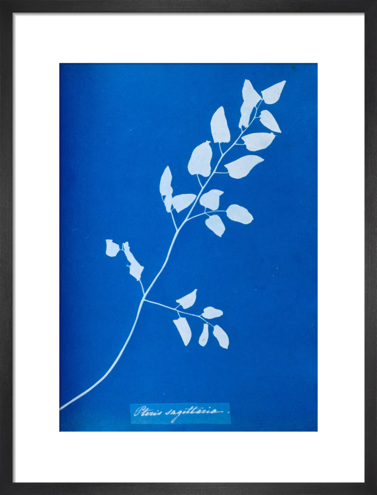 Cyanotype of Pteris sagittaria, 1853. - Image 13