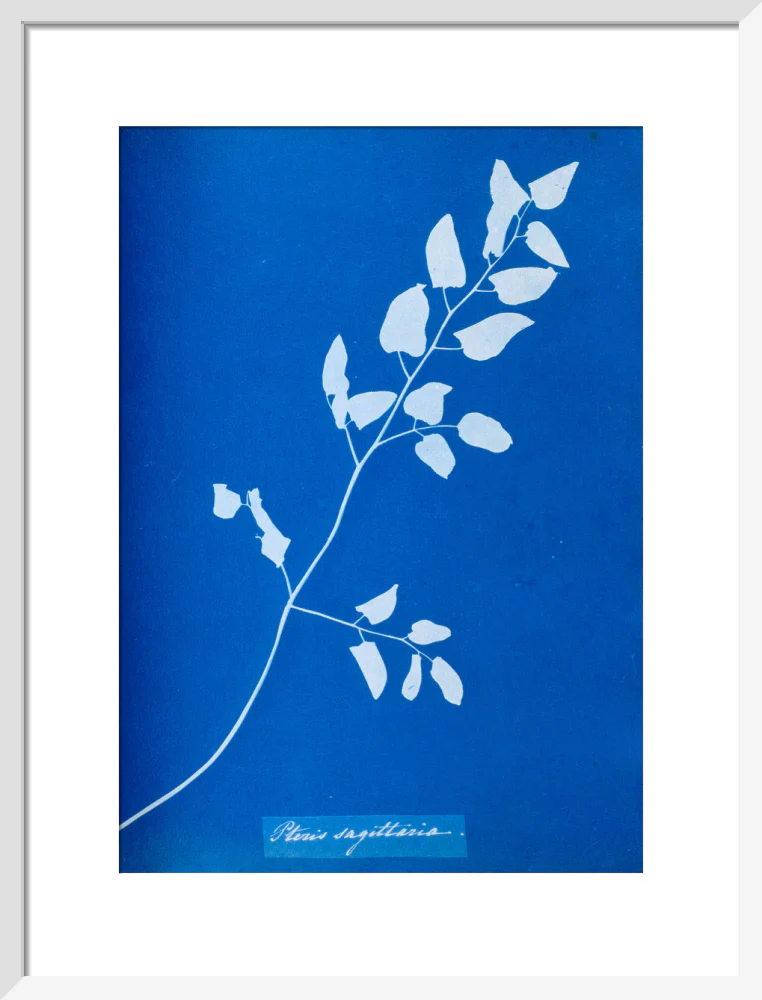 Cyanotype of Pteris sagittaria, 1853. - Image 14