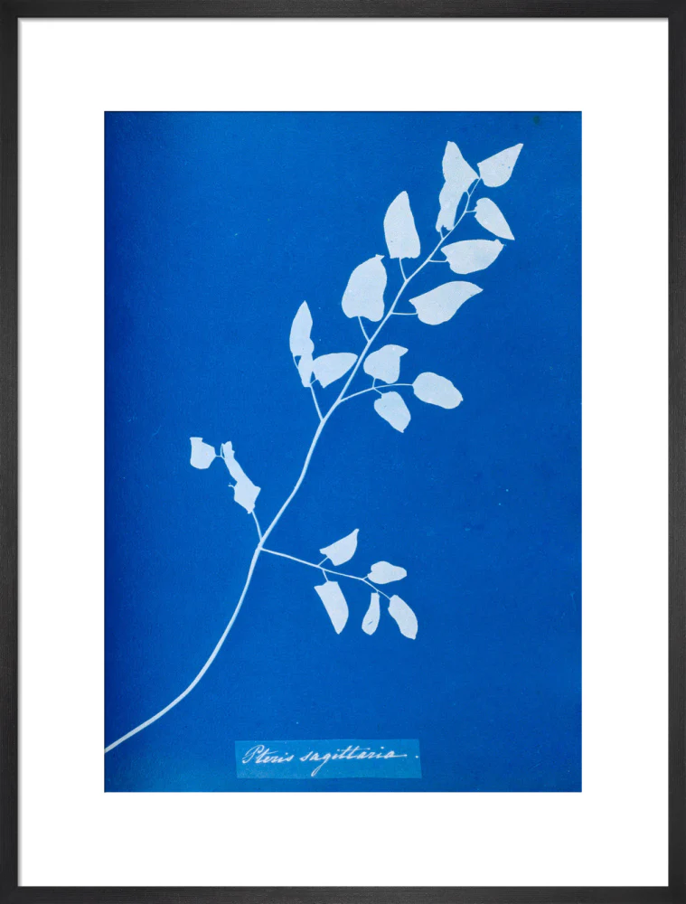 Cyanotype of Pteris sagittaria, 1853. - Image 18