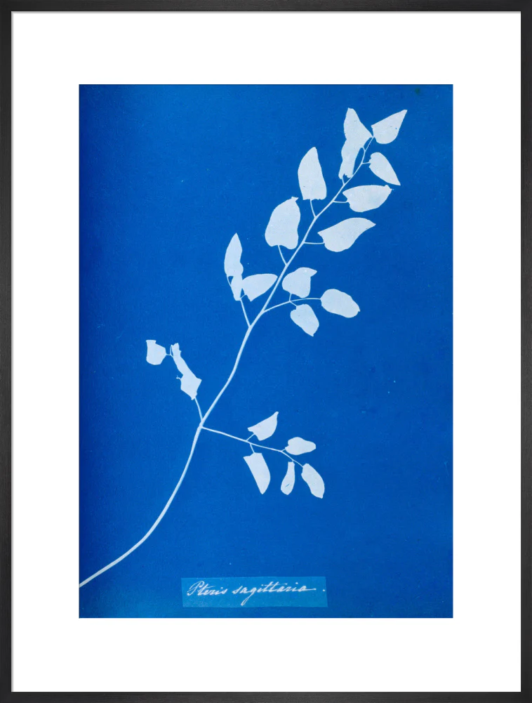 Cyanotype of Pteris sagittaria, 1853. - Image 23