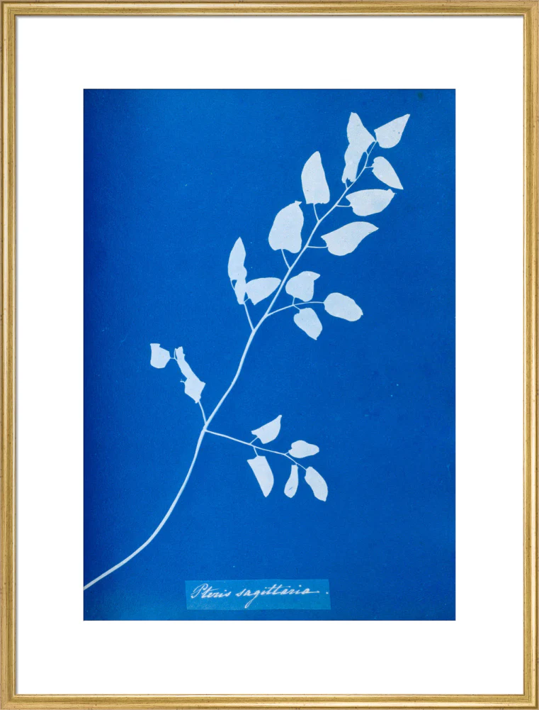 Cyanotype of Pteris sagittaria, 1853. - Image 25