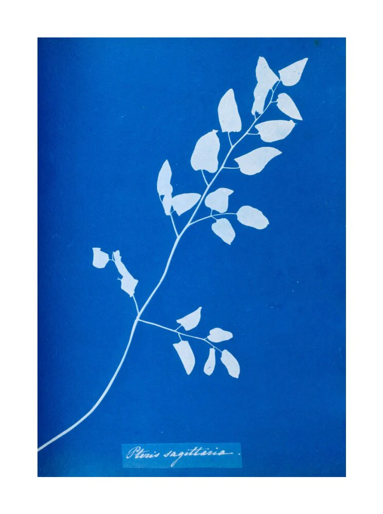 Cyanotype of Pteris sagittaria, 1853. - Image 29